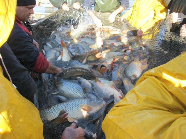 Navod Noiembrie 2013 - Crapi ramasi - peste-sulimanu-4.JPG